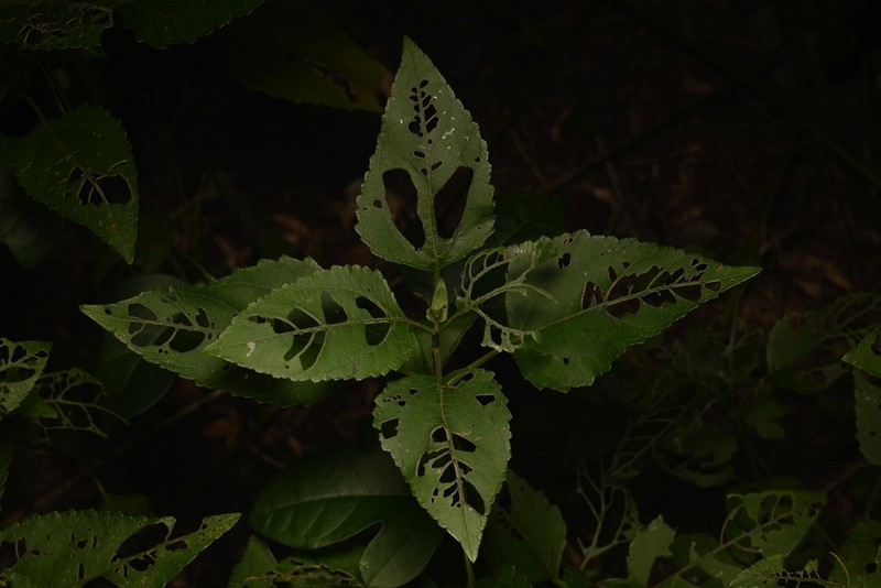 Wollastonia uniflora photo 3