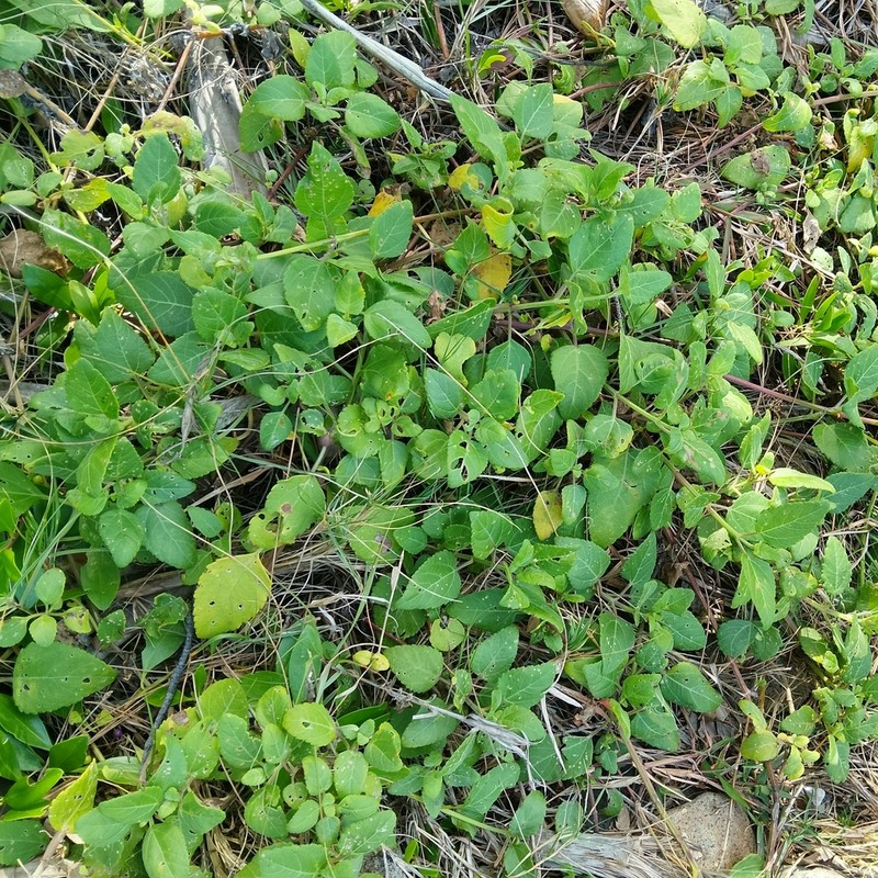 Wollastonia uniflora photo 4