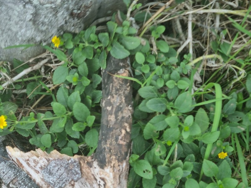 Wollastonia uniflora photo 8