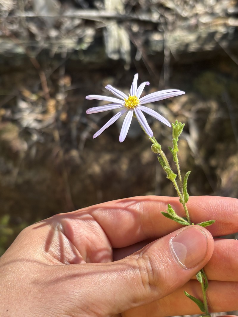 Wollemiaster cordatus