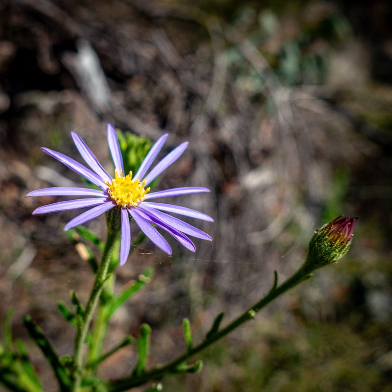 Wollemiaster cordatus photo 4