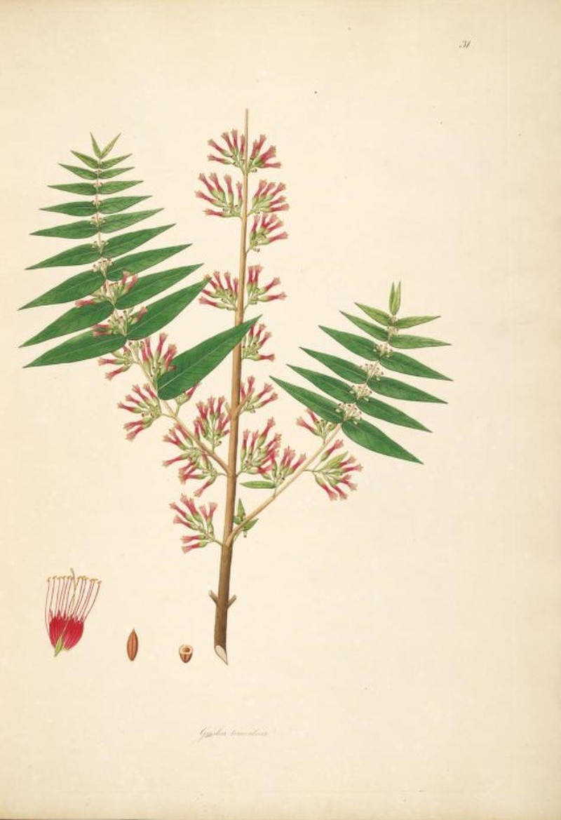 Woodfordia fruticosa