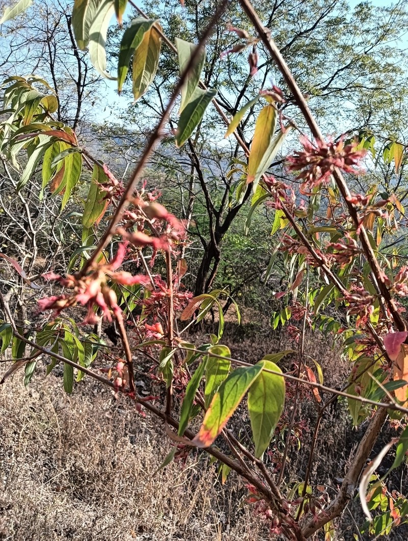 Woodfordia fruticosa photo 2