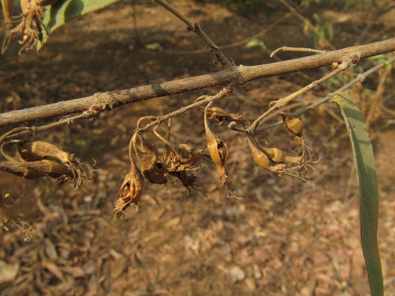 Woodfordia fruticosa photo 3