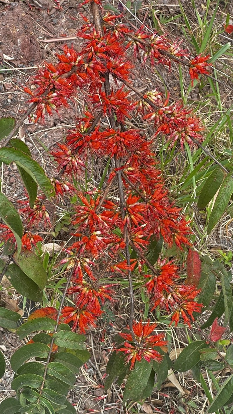 Woodfordia fruticosa photo 4