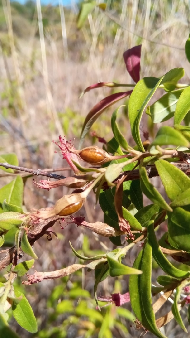 Woodfordia fruticosa photo 5