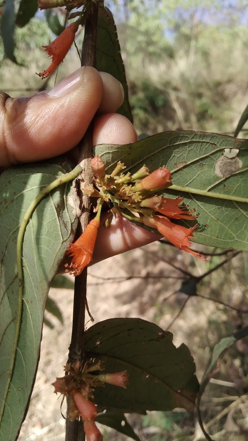 Woodfordia fruticosa photo 6