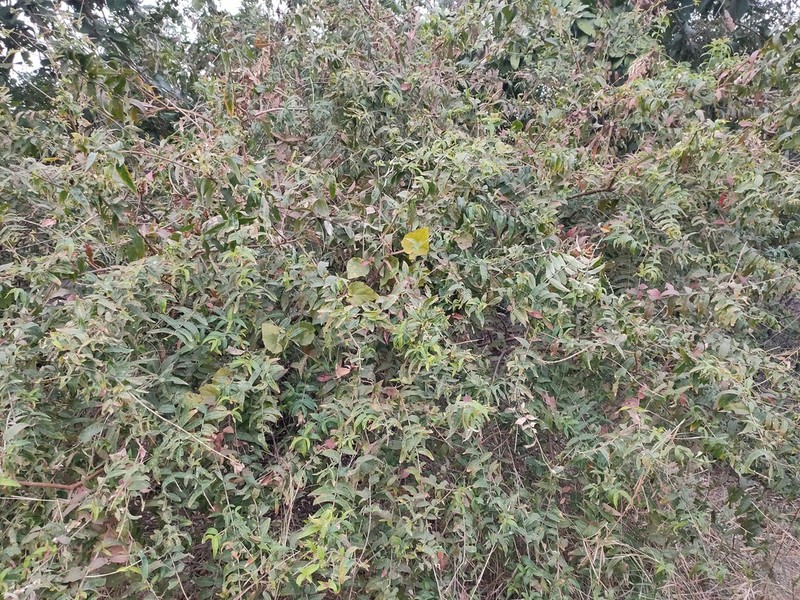 Woodfordia fruticosa photo 7