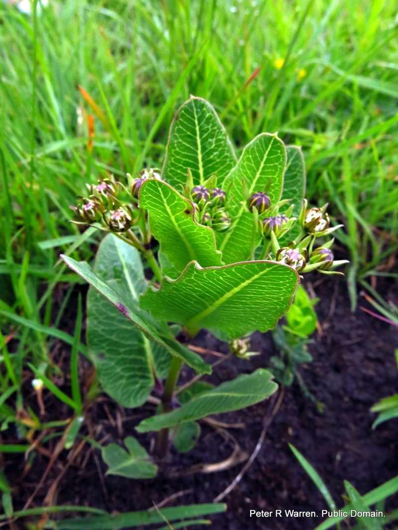 Woodia verruculosa