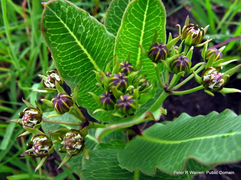 Woodia verruculosa photo 2