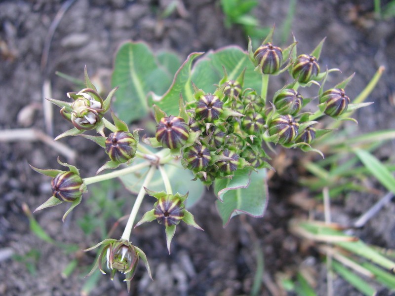 Woodia verruculosa photo 3