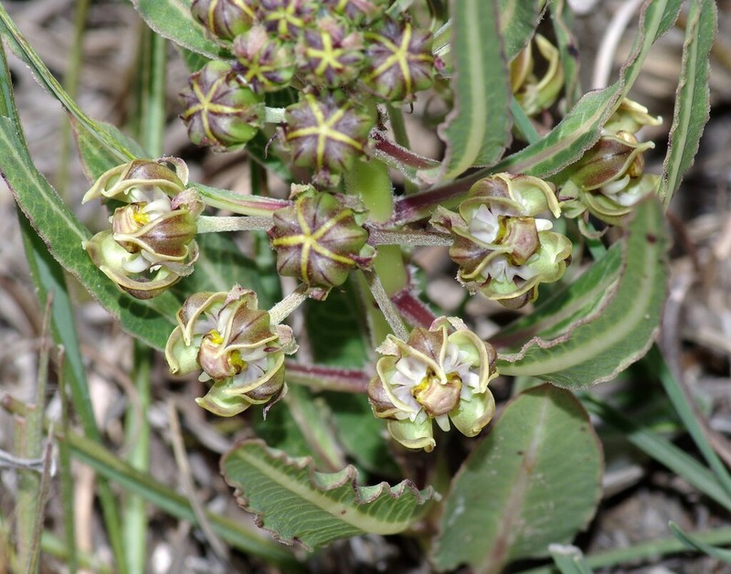 Woodia verruculosa photo 4