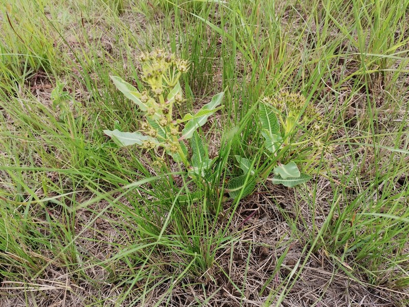Woodia verruculosa photo 5