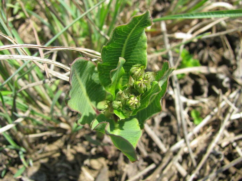 Woodia verruculosa photo 6