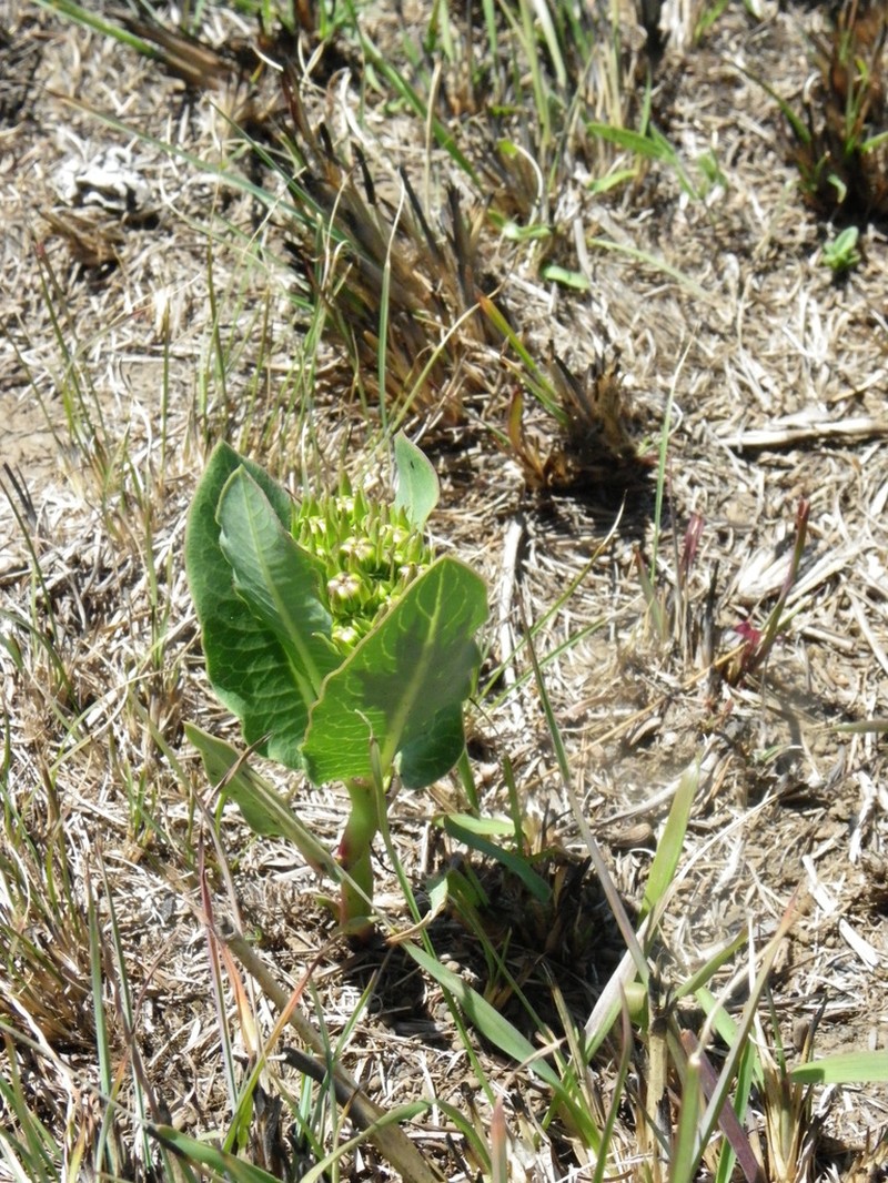 Woodia verruculosa photo 7