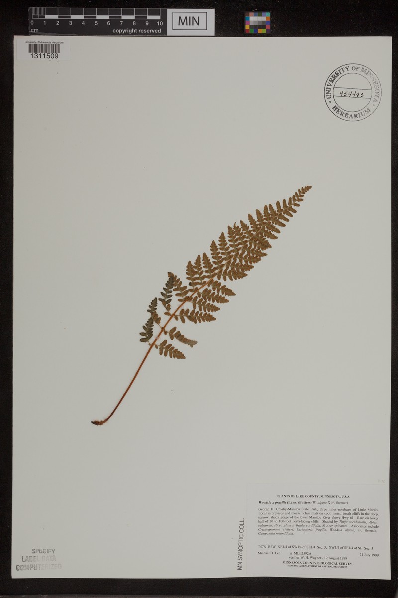 Cliff Fern photo 2