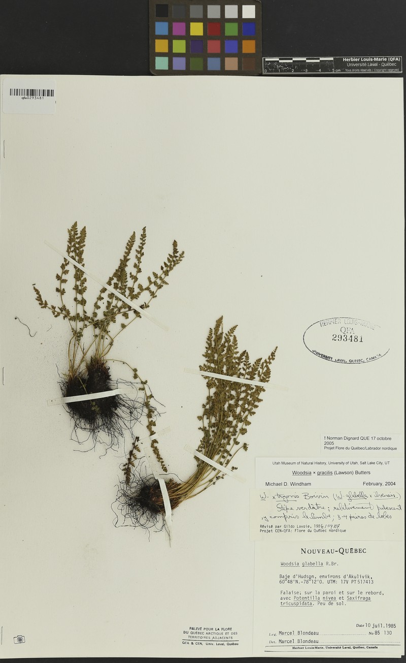 Cliff Fern photo 4