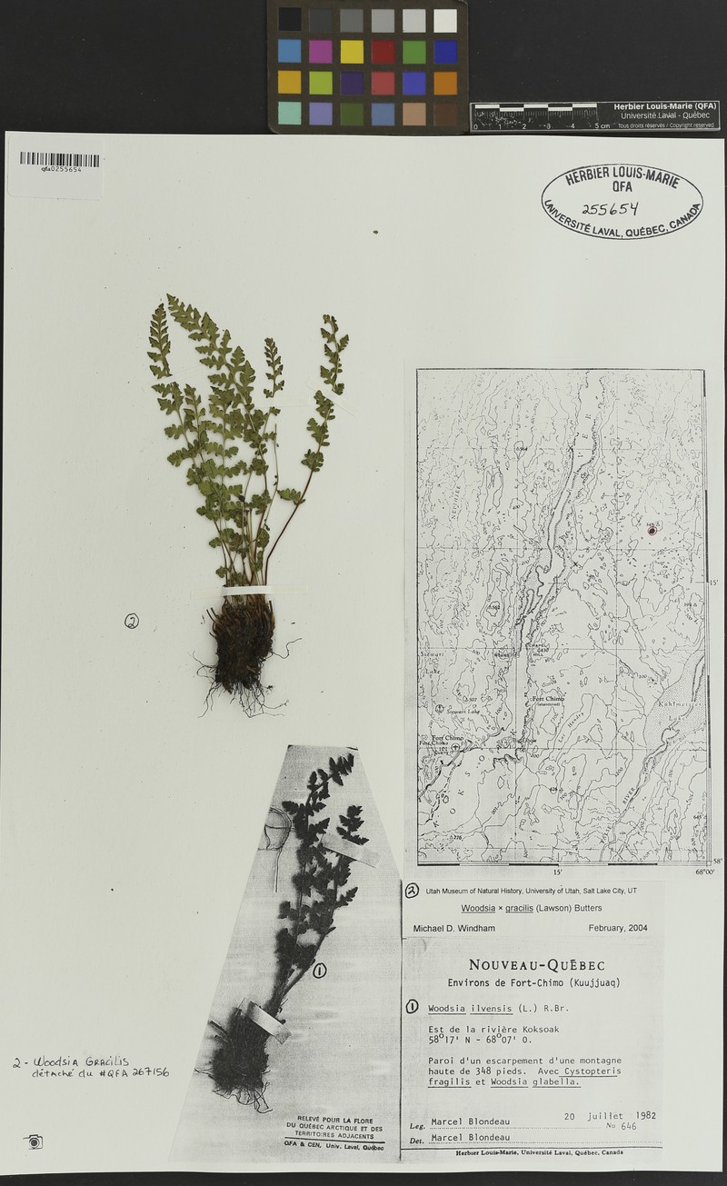 Cliff Fern photo 6