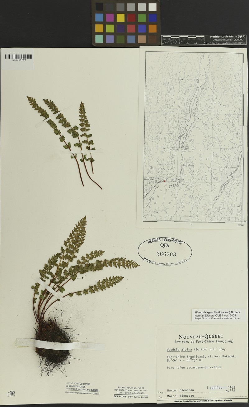 Cliff Fern photo 7