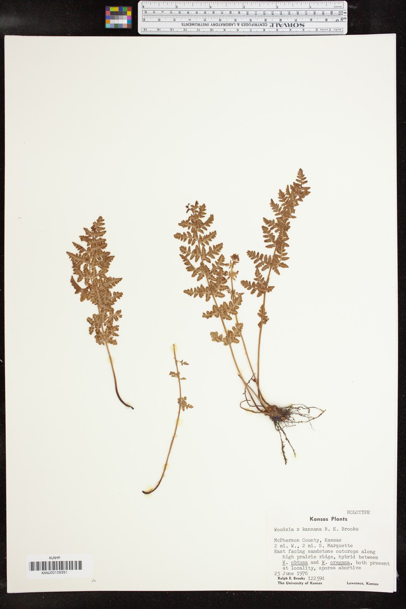 Cliff Fern