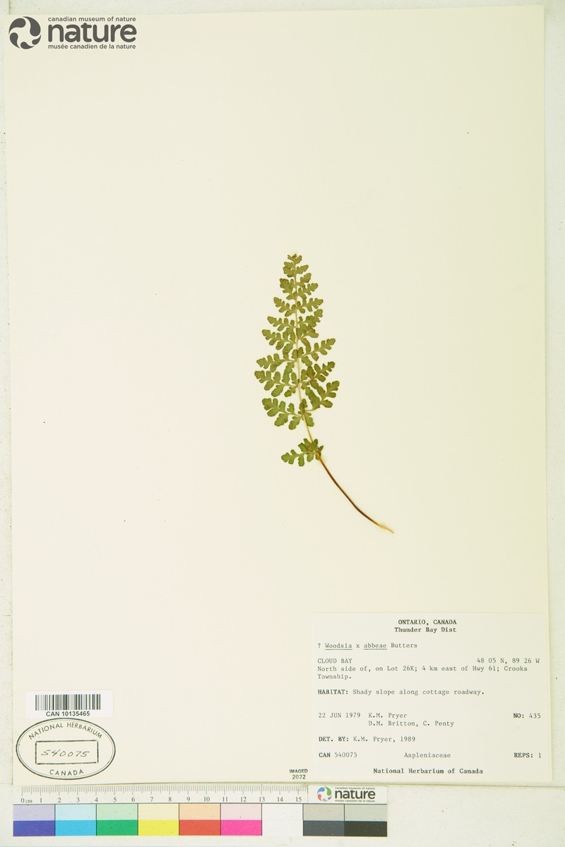 Cliff Fern