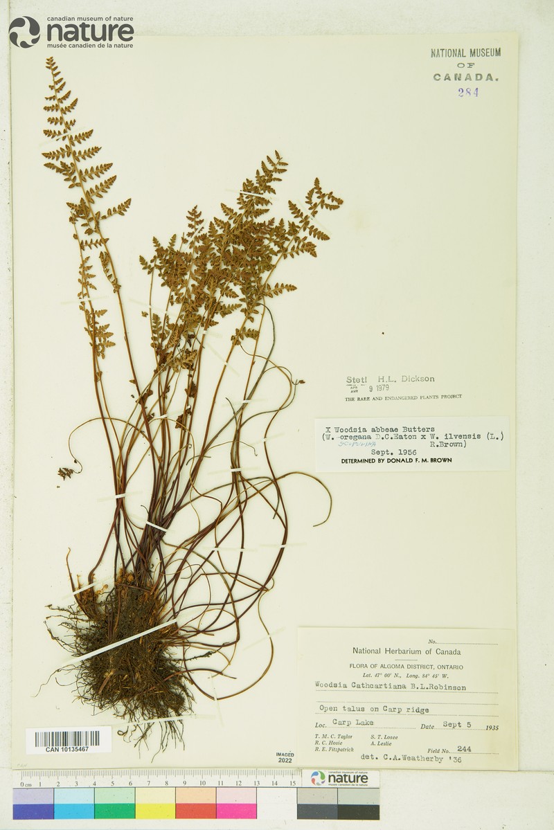 Cliff Fern photo 6