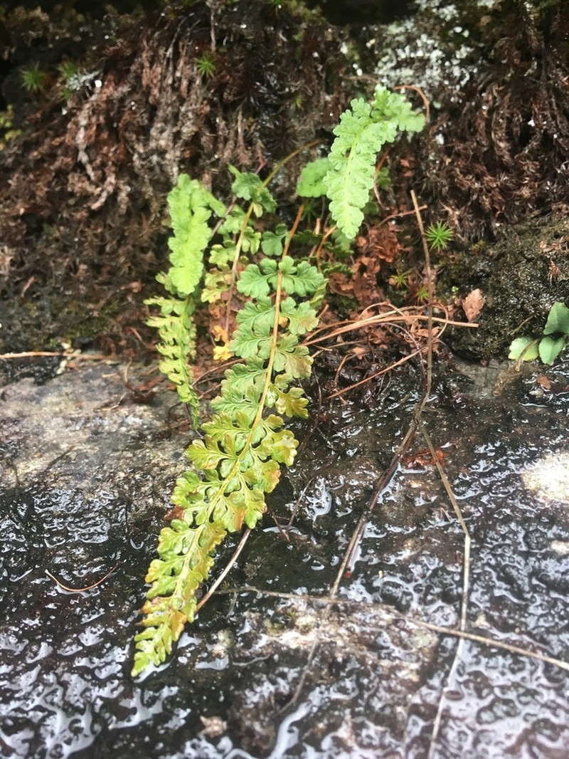Alpine Woodsia photo 3