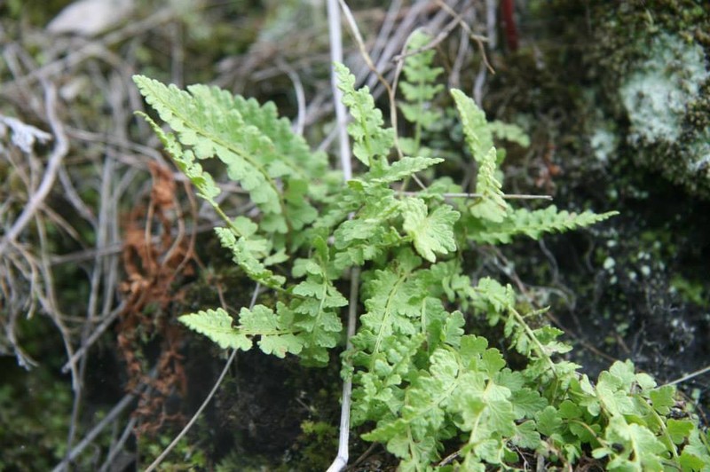 Alpine Woodsia photo 4
