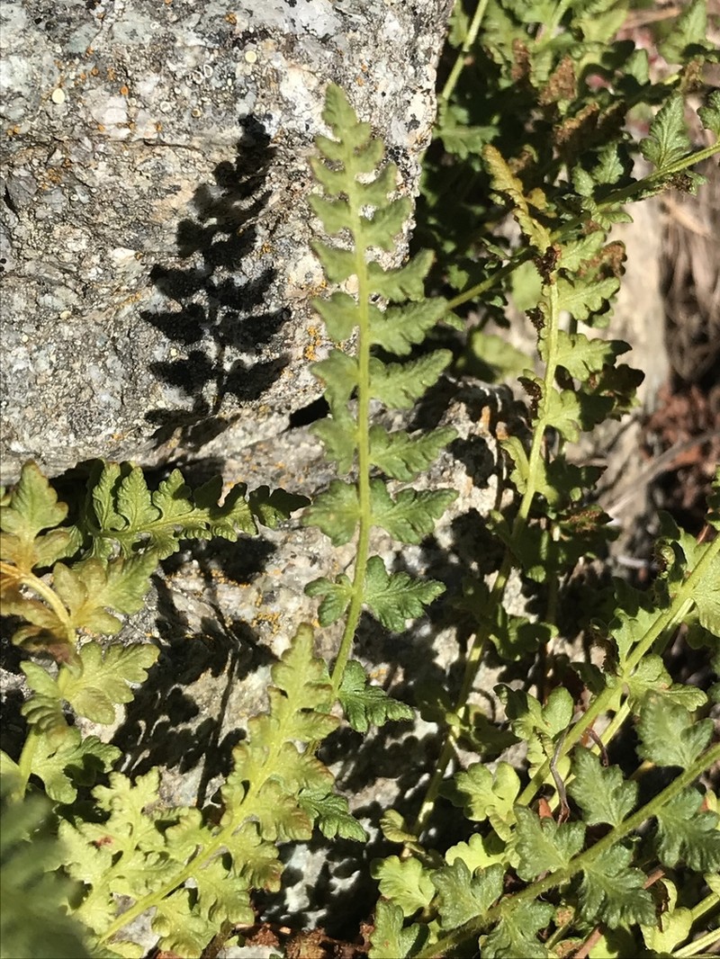 Alpine Woodsia photo 5