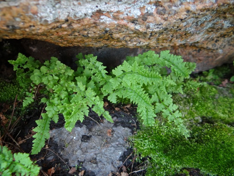 Alpine Woodsia photo 6