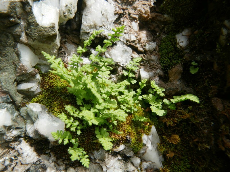 Alpine Woodsia photo 7