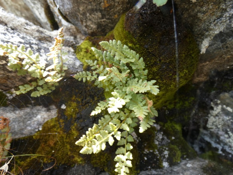 Alpine Woodsia photo 8