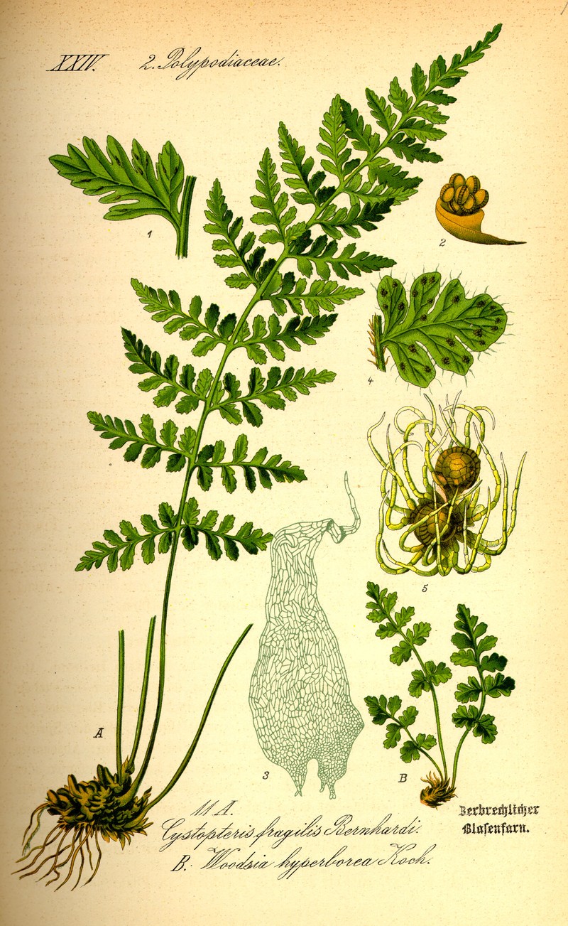 Alpine Woodsia
