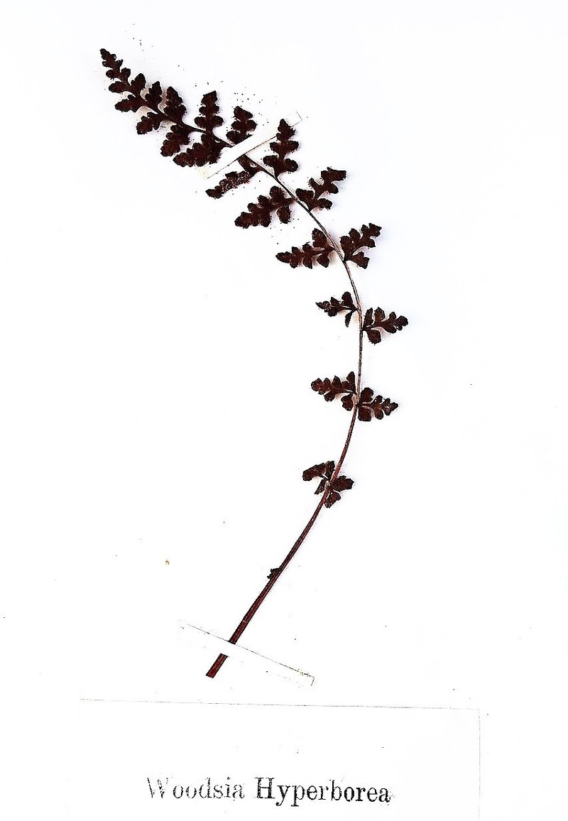 Alpine Woodsia photo 2