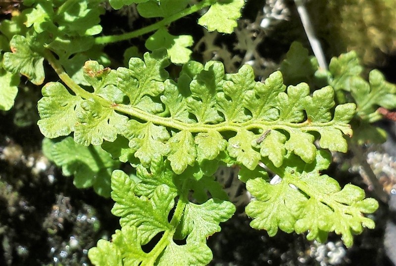 Alpine Woodsia photo 3