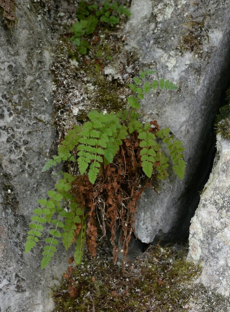 Woodsia andersonii
