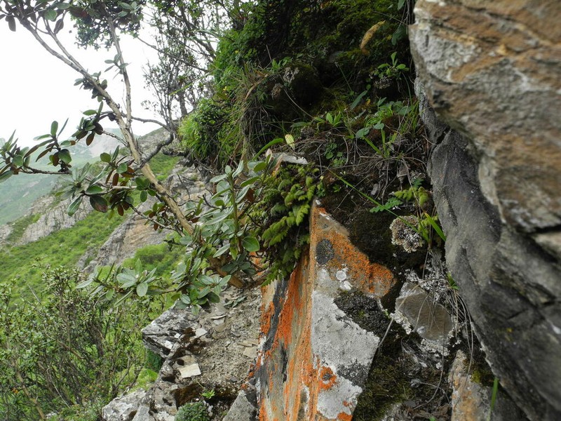 Woodsia andersonii photo 2