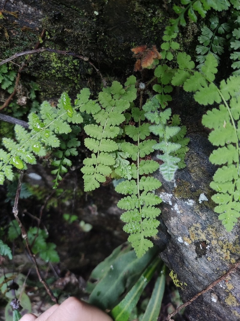 Woodsia andersonii photo 3