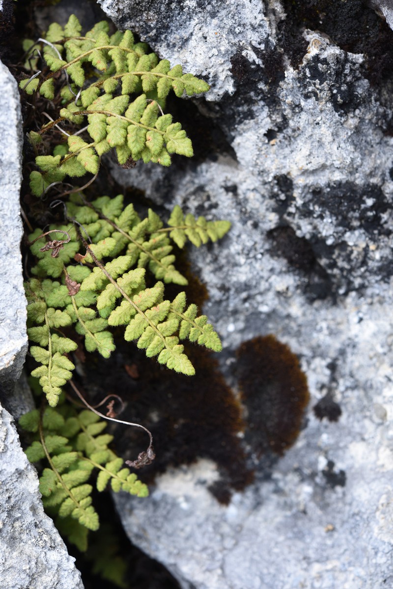Woodsia andersonii photo 4