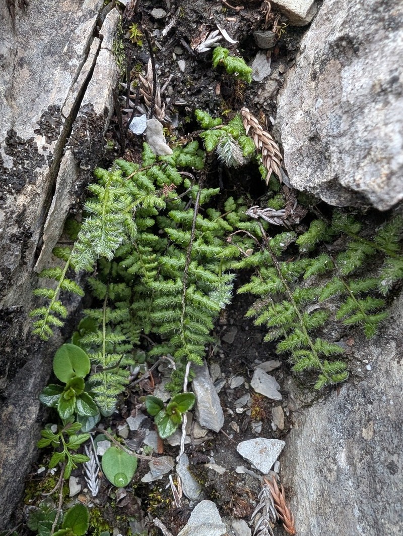 Woodsia andersonii photo 5