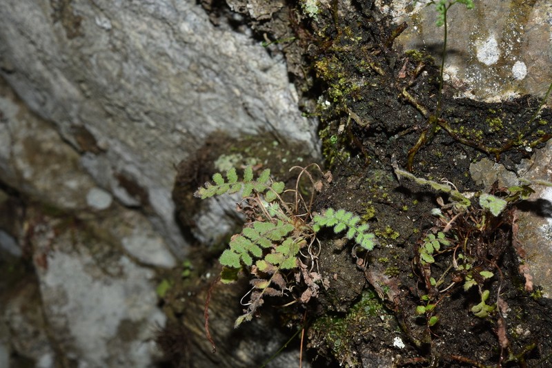 Woodsia andersonii photo 6