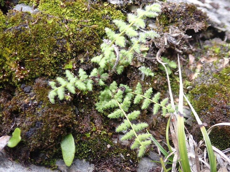 Woodsia andersonii photo 7