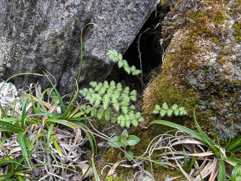 Woodsia andersonii photo 8