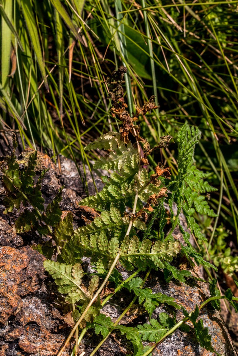 Woodsia angolensis