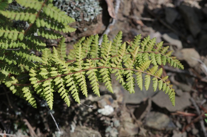 Appalachian Cliff Fern