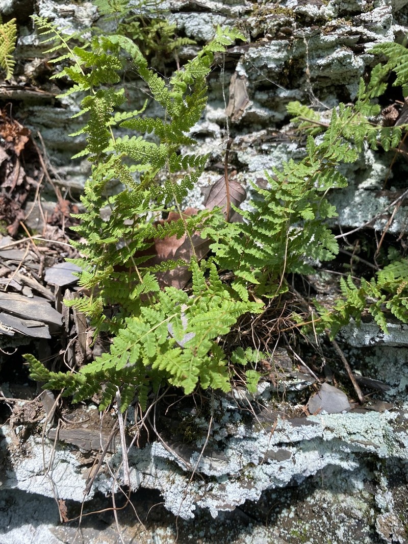 Appalachian Cliff Fern photo 2