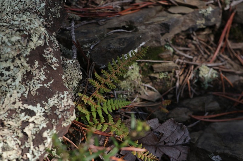 Appalachian Cliff Fern photo 3