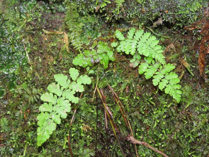 Appalachian Cliff Fern photo 4
