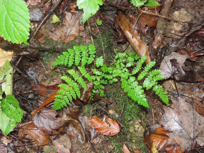 Appalachian Cliff Fern photo 5