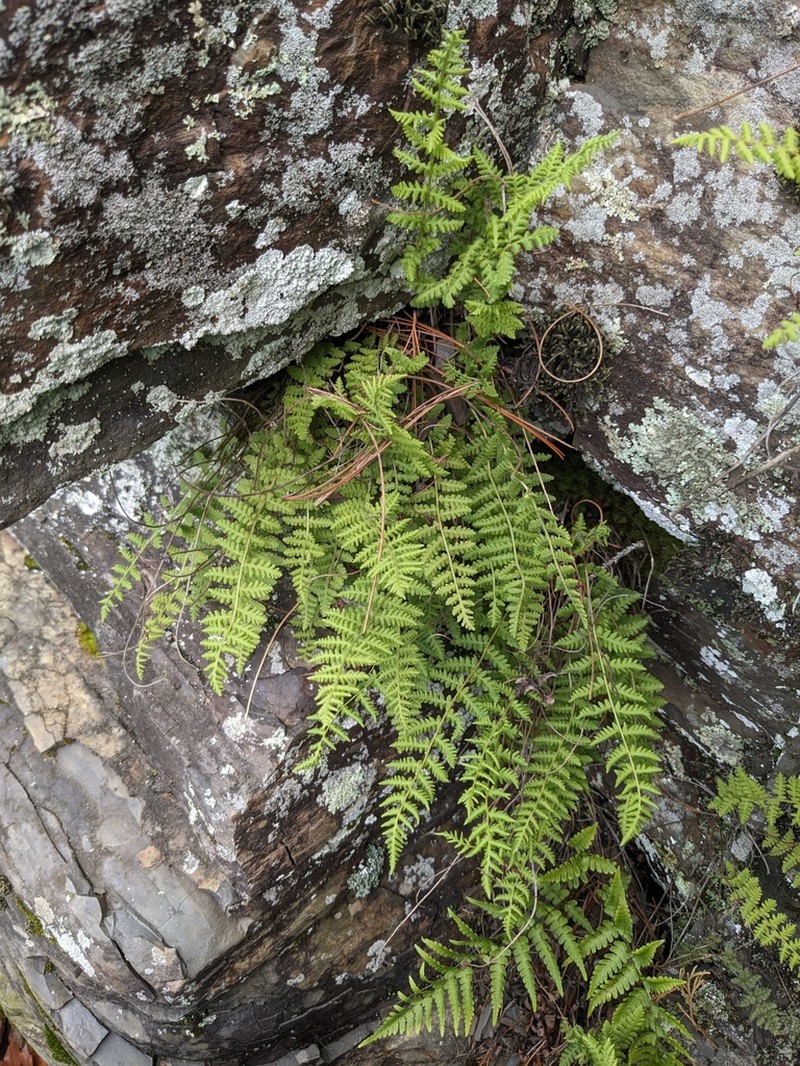 Appalachian Cliff Fern photo 6